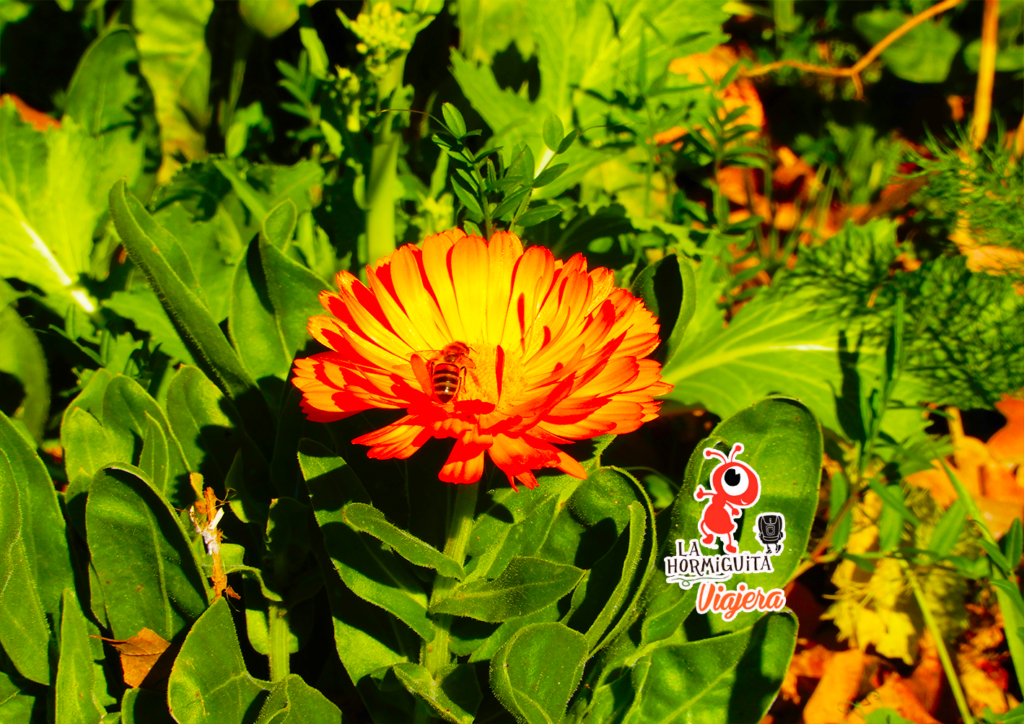 Biodiversidad y abejas. Jardín Botánico, Montevideo, Uruguay. 